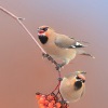 Brkoslav severni - Bombycilla garrulus - Bohemian Waxwing 9387